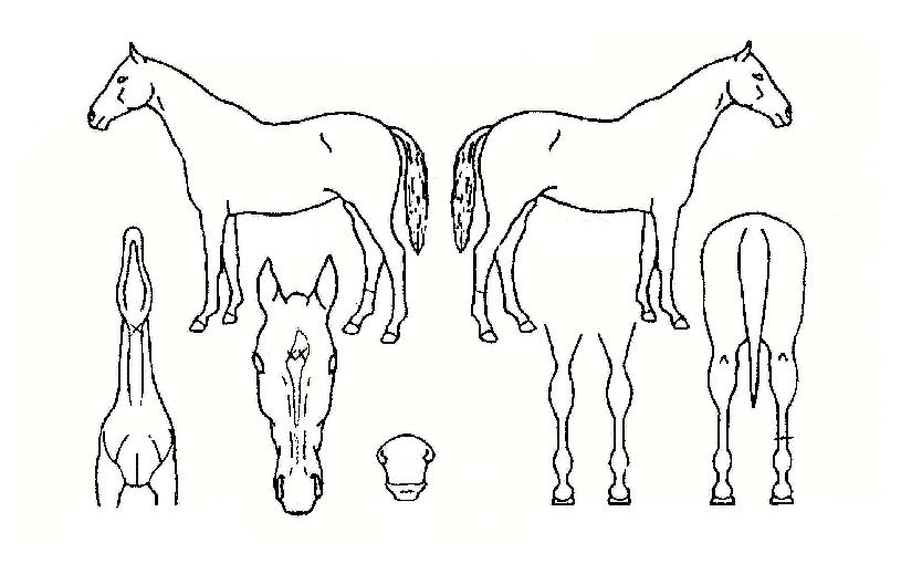 ¼¾¿ÕÀÇ Ãø¸é,¿ì¸é,µÞ¸é,µÎ»ó,´Ù¸®ÀÇ Æ¯Â¡µµÇØ