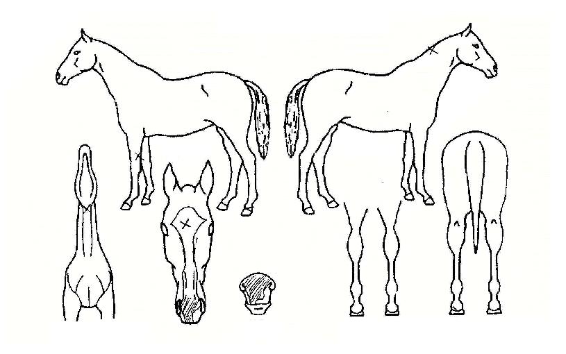 �ƶ󰡾��� ����,���,�޸�,�λ�,�ٸ��� Ư¡����