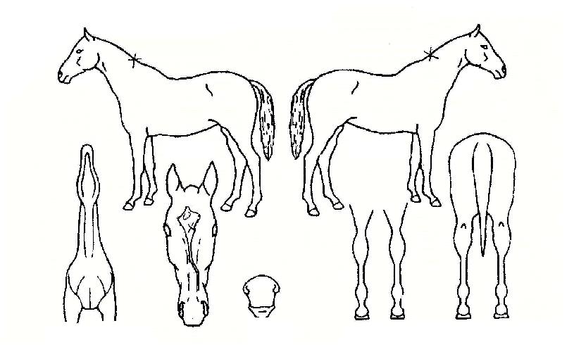 ���������� ����,���,�޸�,�λ�,�ٸ��� Ư¡����