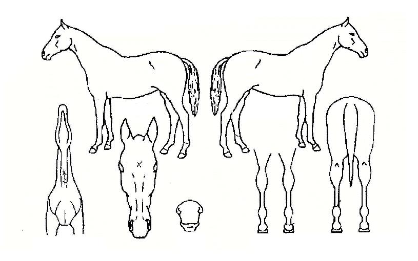 Ȧ¸®¸ô¸®ÀÇ Ãø¸é,¿ì¸é,µÞ¸é,µÎ»ó,´Ù¸®ÀÇ Æ¯Â¡µµÇØ