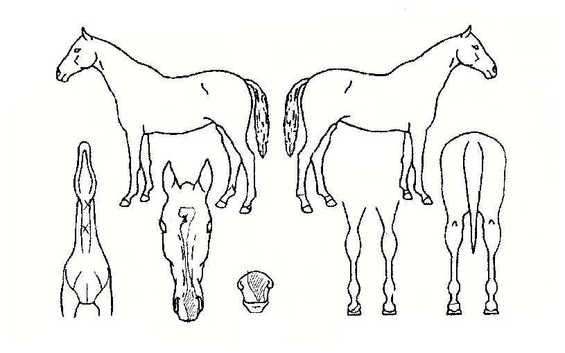 ���׿�Ʋ�� ����,���,�޸�,�λ�,�ٸ��� Ư¡����