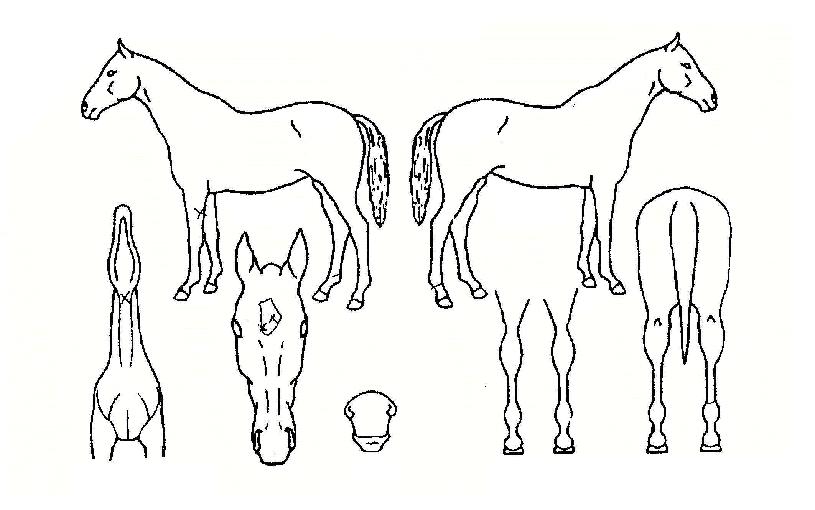 ������������ ����,���,�޸�,�λ�,�ٸ��� Ư¡����