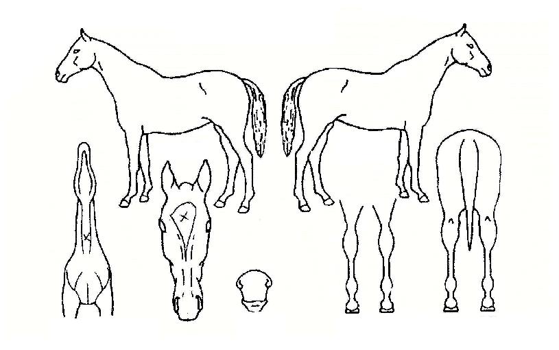 ¾Ö´ÏÀ§³ÊÀÇ Ãø¸é,¿ì¸é,µÞ¸é,µÎ»ó,´Ù¸®ÀÇ Æ¯Â¡µµÇØ