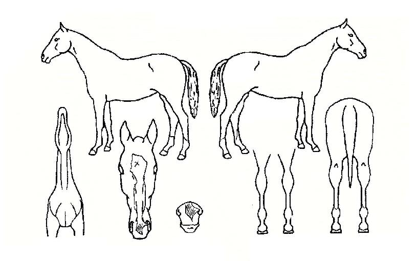 ����Ʈ�α׶��� ����,���,�޸�,�λ�,�ٸ��� Ư¡����