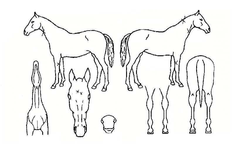 ����Ʈ���� ����,���,�޸�,�λ�,�ٸ��� Ư¡����