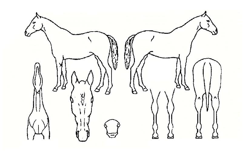 Åõ°Ô´õ¾î°ÔÀÎÀÚ¸¶ÀÇ Ãø¸é,¿ì¸é,µÞ¸é,µÎ»ó,´Ù¸®ÀÇ Æ¯Â¡µµÇØ