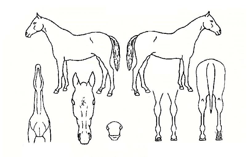 �����ν������� ����,���,�޸�,�λ�,�ٸ��� Ư¡����