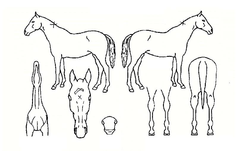 ¿ÀÆä¶óÇʵåÀÇ Ãø¸é,¿ì¸é,µÞ¸é,µÎ»ó,´Ù¸®ÀÇ Æ¯Â¡µµÇØ