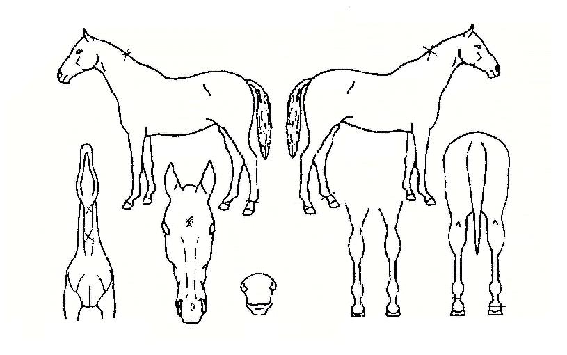 ÇÇ»ç³ë»þ³ÚÀÚ¸¶ÀÇ Ãø¸é,¿ì¸é,µÞ¸é,µÎ»ó,´Ù¸®ÀÇ Æ¯Â¡µµÇØ