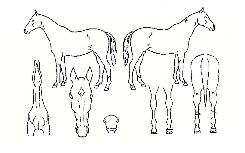 ������������ ����,���,�޸�,�λ�,�ٸ��� Ư¡����