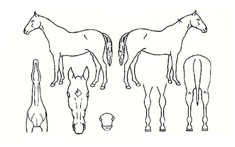 �ô���Ÿ�� ����,���,�޸�,�λ�,�ٸ��� Ư¡����