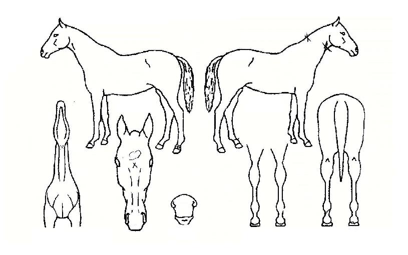 ���������� ����,���,�޸�,�λ�,�ٸ��� Ư¡����