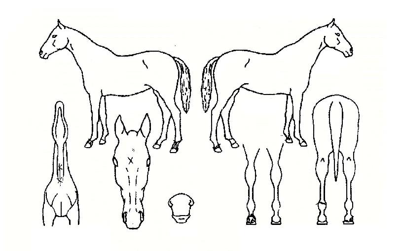 ������Ʈ�� ����,���,�޸�,�λ�,�ٸ��� Ư¡����