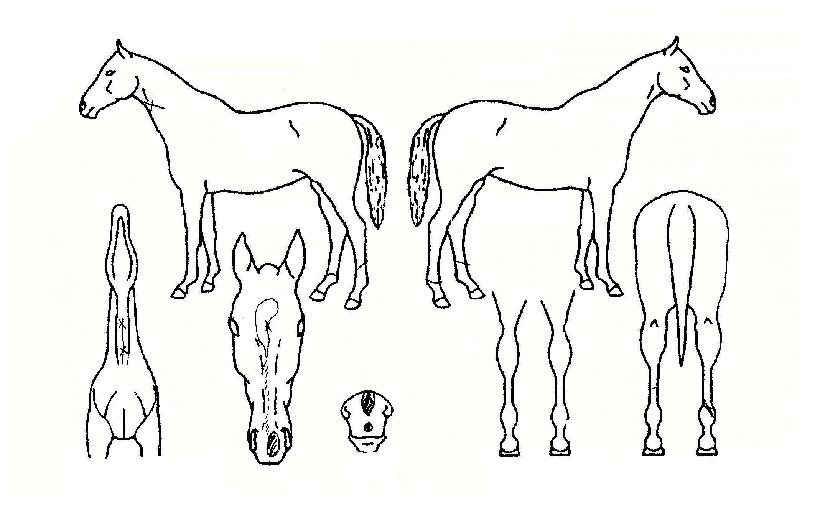 ��¼��� ����,���,�޸�,�λ�,�ٸ��� Ư¡����