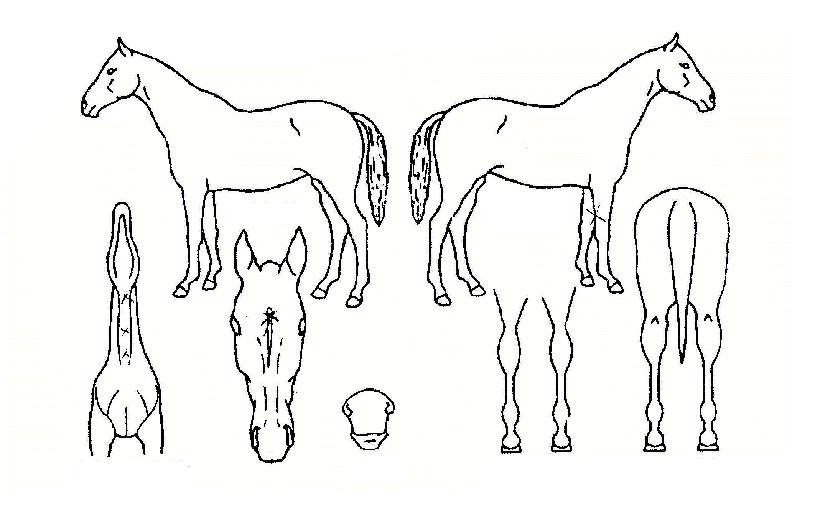 ��������� ����,���,�޸�,�λ�,�ٸ��� Ư¡����