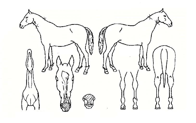 ÇѶó»êÁ¤±âÀÇ Ãø¸é,¿ì¸é,µÞ¸é,µÎ»ó,´Ù¸®ÀÇ Æ¯Â¡µµÇØ