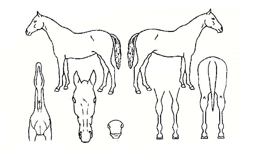 ����Ư���� ����,���,�޸�,�λ�,�ٸ��� Ư¡����