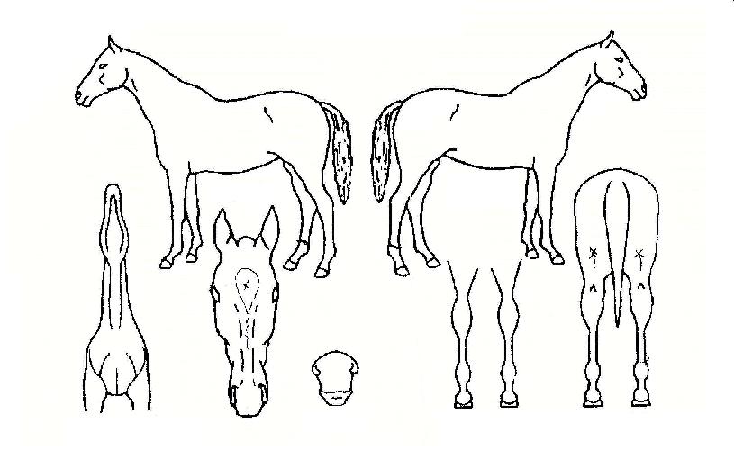 ����ֵ��� ����,���,�޸�,�λ�,�ٸ��� Ư¡����