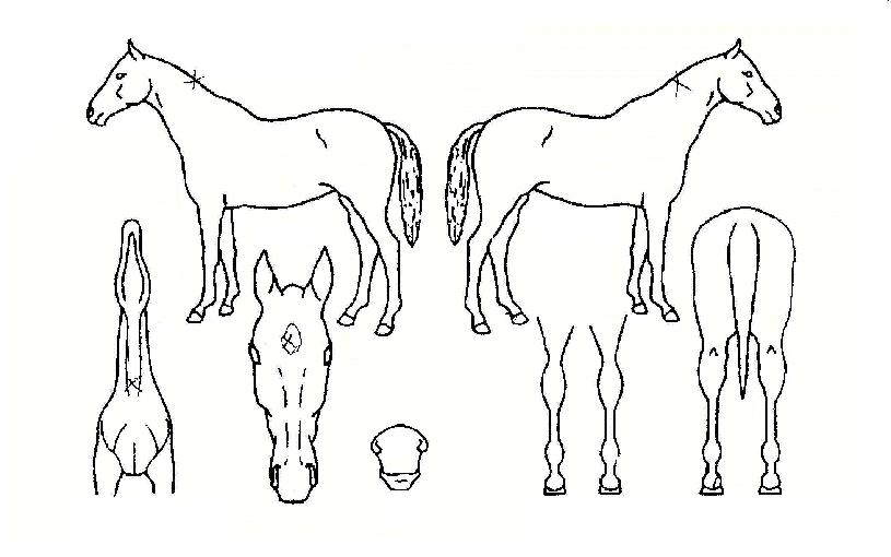 ��������� ����,���,�޸�,�λ�,�ٸ��� Ư¡����