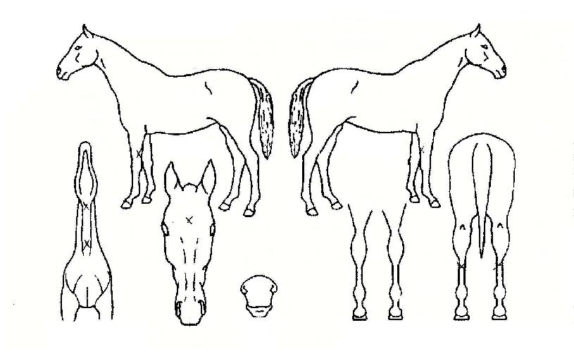 ½ºÅ¸¶óÀÚ¸¶ÀÇ Ãø¸é,¿ì¸é,µÞ¸é,µÎ»ó,´Ù¸®ÀÇ Æ¯Â¡µµÇØ