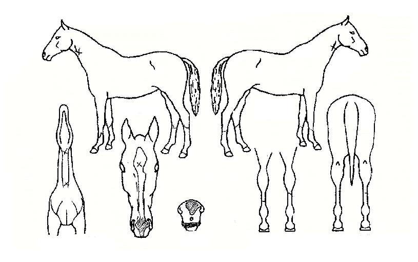 ¸ð´ø½ºÇÁ¸°Æ®ÀÇ Ãø¸é,¿ì¸é,µÞ¸é,µÎ»ó,´Ù¸®ÀÇ Æ¯Â¡µµÇØ