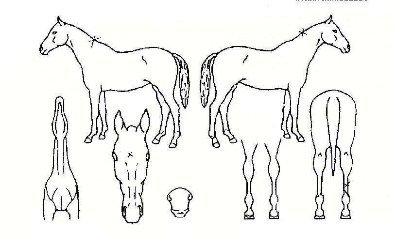 ��ð����� ����,���,�޸�,�λ�,�ٸ��� Ư¡����