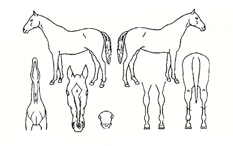 °ñµç¿¡À̽ºÀÇ Ãø¸é,¿ì¸é,µÞ¸é,µÎ»ó,´Ù¸®ÀÇ Æ¯Â¡µµÇØ