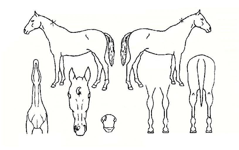 ¹éµÎÁ¤¸ÆÀÇ Ãø¸é,¿ì¸é,µÞ¸é,µÎ»ó,´Ù¸®ÀÇ Æ¯Â¡µµÇØ