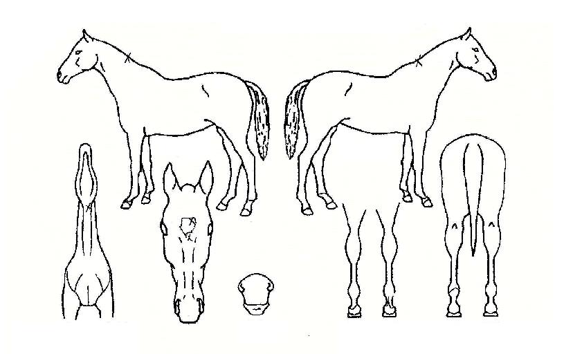 �Ѿ���� ����,���,�޸�,�λ�,�ٸ��� Ư¡����