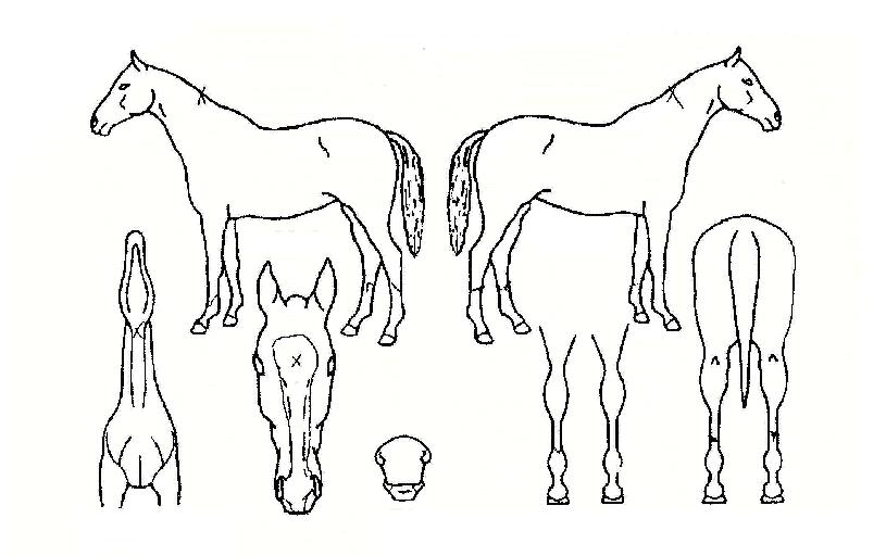 Âù½º¾î°ÔÀÎÀÇ Ãø¸é,¿ì¸é,µÞ¸é,µÎ»ó,´Ù¸®ÀÇ Æ¯Â¡µµÇØ