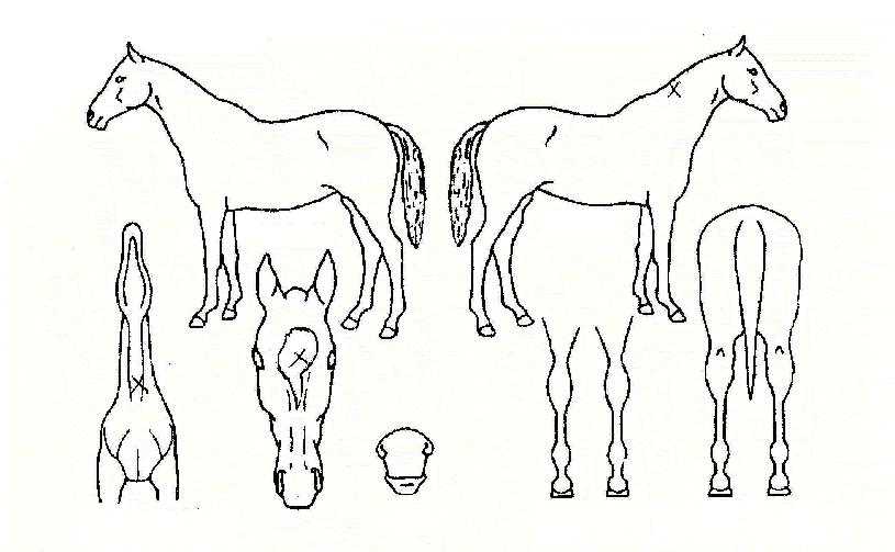 Çã´ÏºñÀÚ¸¶ÀÇ Ãø¸é,¿ì¸é,µÞ¸é,µÎ»ó,´Ù¸®ÀÇ Æ¯Â¡µµÇØ