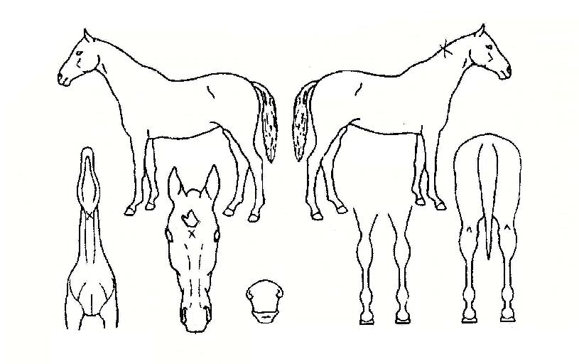 ½ºÆä¼È·¹µåÀÇ Ãø¸é,¿ì¸é,µÞ¸é,µÎ»ó,´Ù¸®ÀÇ Æ¯Â¡µµÇØ