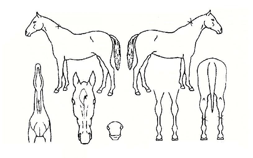 ���￩���� ����,���,�޸�,�λ�,�ٸ��� Ư¡����