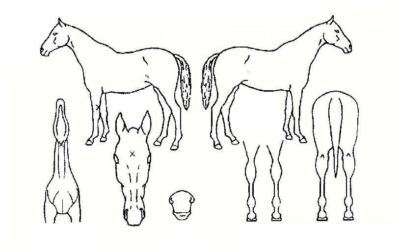 ºí·¢»è½ºÀÇ Ãø¸é,¿ì¸é,µÞ¸é,µÎ»ó,´Ù¸®ÀÇ Æ¯Â¡µµÇØ