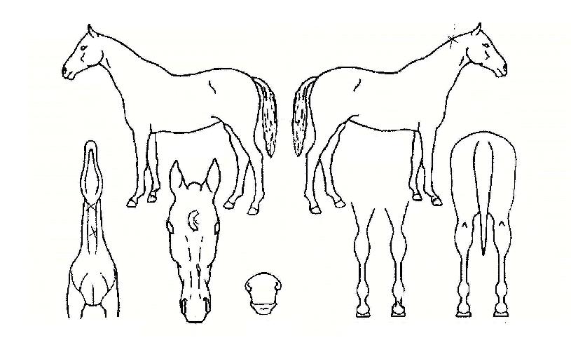 ���˱����� ����,���,�޸�,�λ�,�ٸ��� Ư¡����