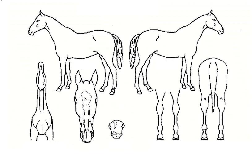 ��ȭ���� ����,���,�޸�,�λ�,�ٸ��� Ư¡����