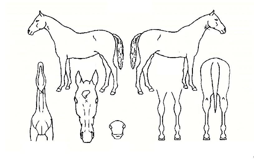 »ó¼±¾à¼öÀÇ Ãø¸é,¿ì¸é,µÞ¸é,µÎ»ó,´Ù¸®ÀÇ Æ¯Â¡µµÇØ