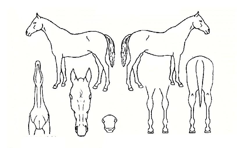 ¸¶¿À³ëÀÇ Ãø¸é,¿ì¸é,µÞ¸é,µÎ»ó,´Ù¸®ÀÇ Æ¯Â¡µµÇØ