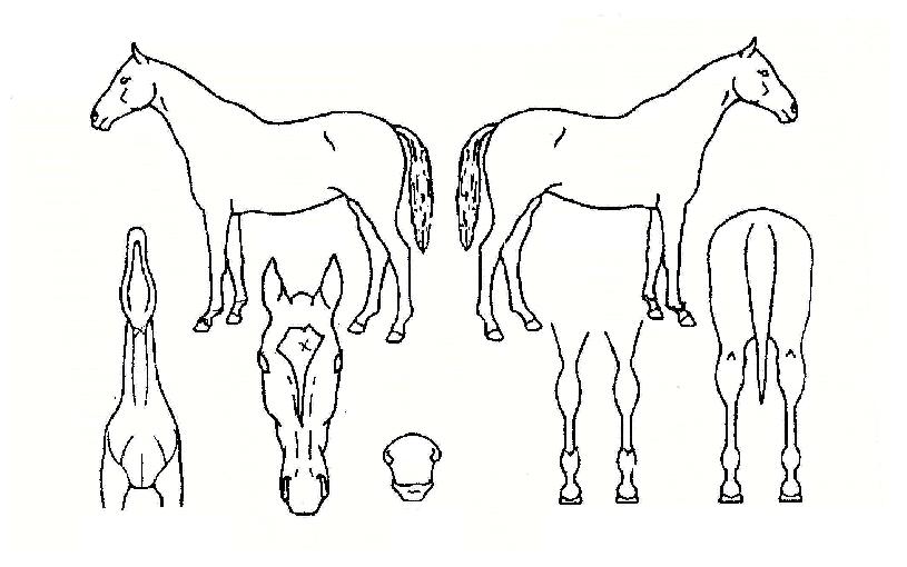 µ¶µµÇÁ·ÎÁ§Æ®ÀÇ Ãø¸é,¿ì¸é,µÞ¸é,µÎ»ó,´Ù¸®ÀÇ Æ¯Â¡µµÇØ