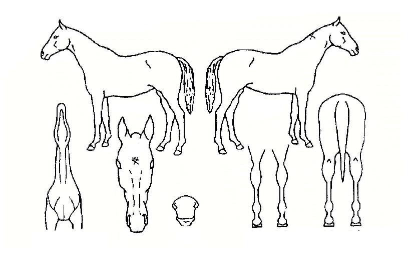 ��¯�� ����,���,�޸�,�λ�,�ٸ��� Ư¡����