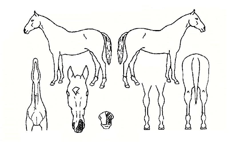 �ݾ߿뼱�� ����,���,�޸�,�λ�,�ٸ��� Ư¡����