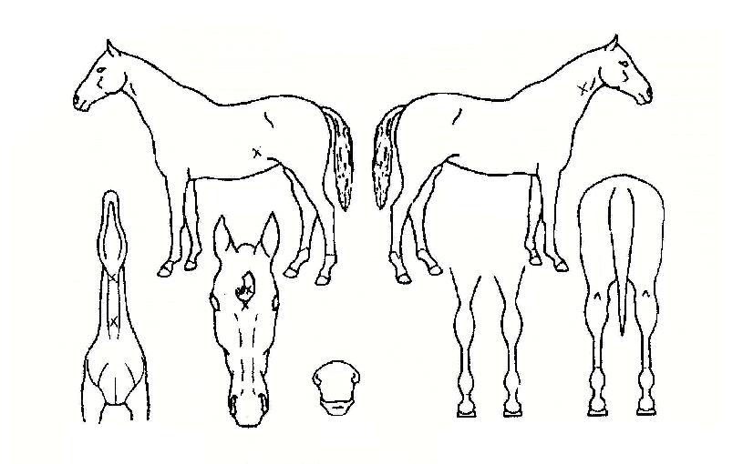 ¼Ò¹é¼öÀÚ¸¶ÀÇ Ãø¸é,¿ì¸é,µÞ¸é,µÎ»ó,´Ù¸®ÀÇ Æ¯Â¡µµÇØ