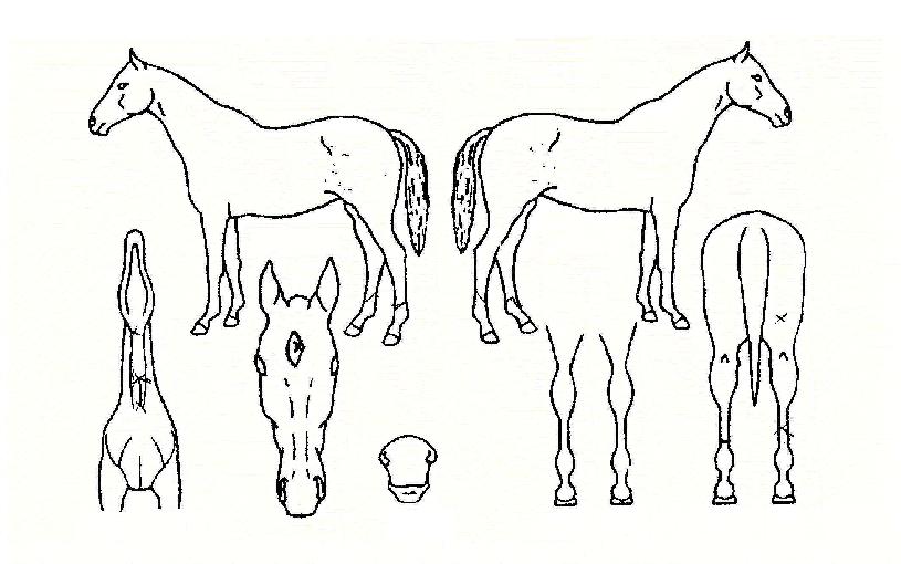 ��Ĳ��Ĳ�� ����,���,�޸�,�λ�,�ٸ��� Ư¡����