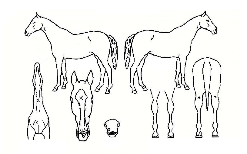 ����������� ����,���,�޸�,�λ�,�ٸ��� Ư¡����