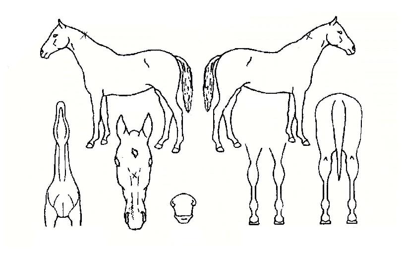 �ٷγ��� ����,���,�޸�,�λ�,�ٸ��� Ư¡����