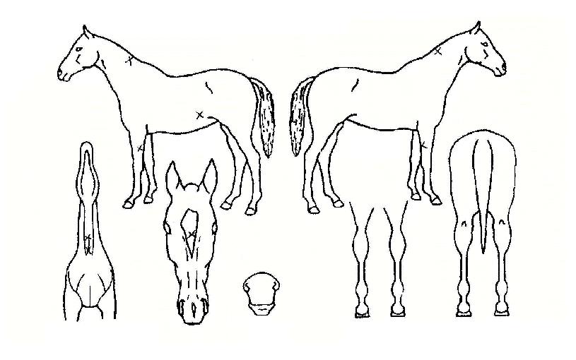 �������� ����,���,�޸�,�λ�,�ٸ��� Ư¡����