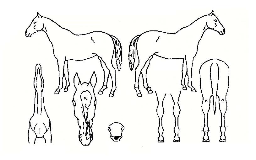 ����Ʈ��Ƽ�� ����,���,�޸�,�λ�,�ٸ��� Ư¡����