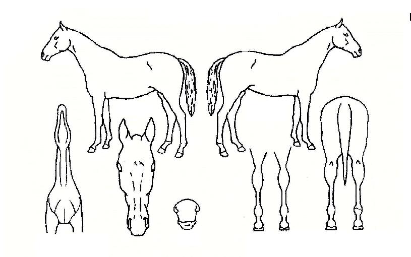 ³ëºí¿øÀÇ Ãø¸é,¿ì¸é,µÞ¸é,µÎ»ó,´Ù¸®ÀÇ Æ¯Â¡µµÇØ