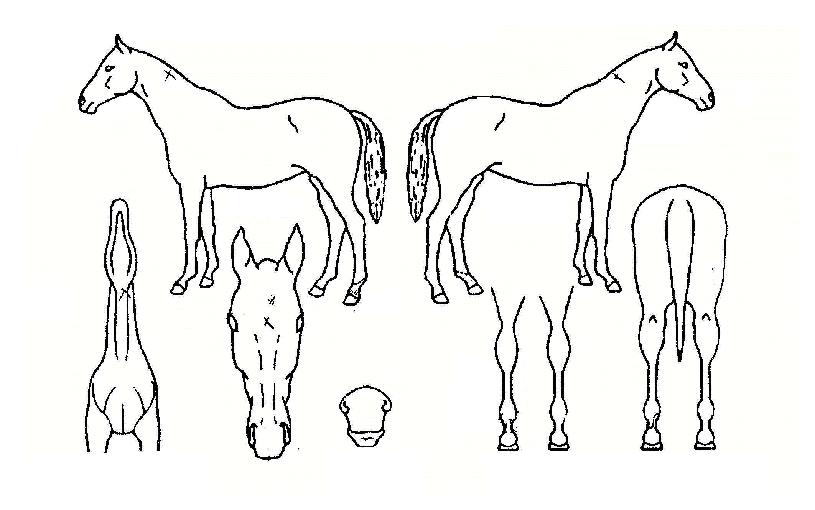 °¡À»¿äÁ¤ÀÇ Ãø¸é,¿ì¸é,µÞ¸é,µÎ»ó,´Ù¸®ÀÇ Æ¯Â¡µµÇØ