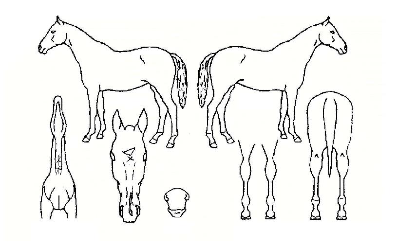 ���ʷ��� ����,���,�޸�,�λ�,�ٸ��� Ư¡����